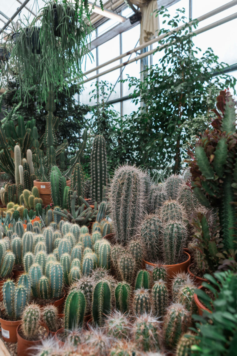 Pepinieres_Boitsfort-26