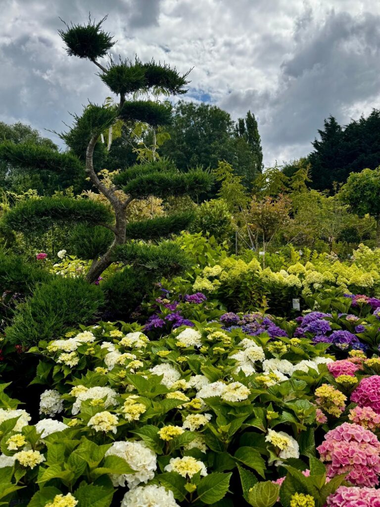 Plantes d'extérieur - Pépinière de Boitsfort - 45