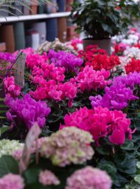 Pepinieres_Boitsfort-54