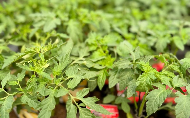 Plant-potager-Pepiniere-de-Boitsfort-12