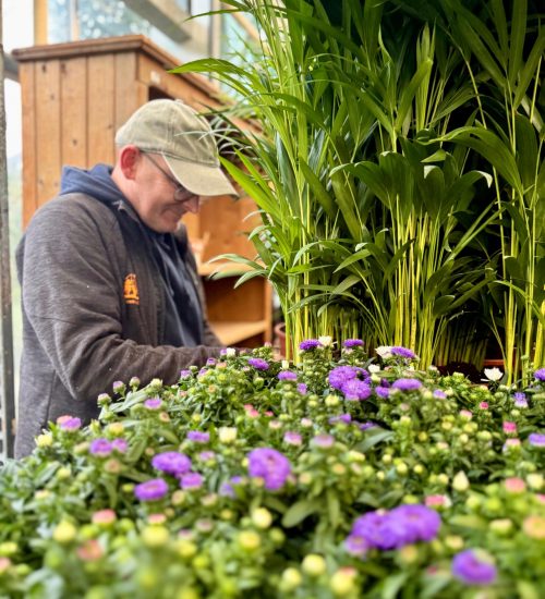 Plantes d'intérieur - Pépinière de Boitsfort - 5
