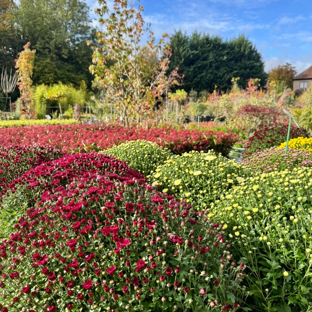 WhatsApp Image 2025-11-03 at 12.20.04 (12)