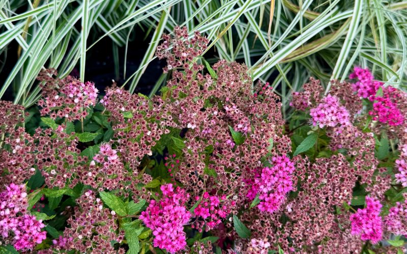 WhatsApp Image 2025-11-03 at 12.24.45