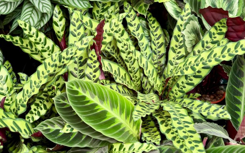 WhatsApp Image 2025-11-03 at 12.36.34 (11)